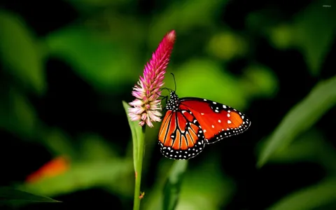 Orange butterfly [2] wallpaper