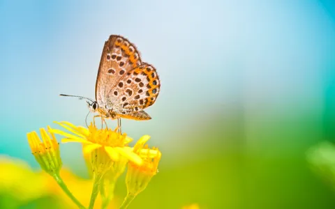 Butterfly Wallpaper Background High Definition