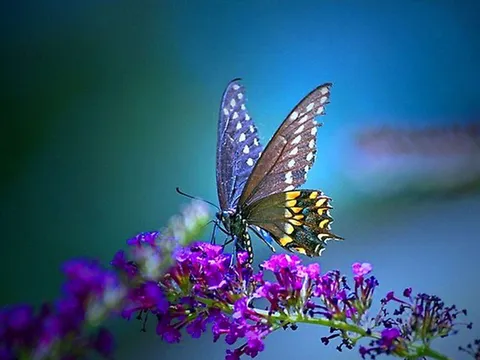 Free Butterfly Wallpaper Mobile