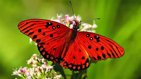Desktop HD butterfly