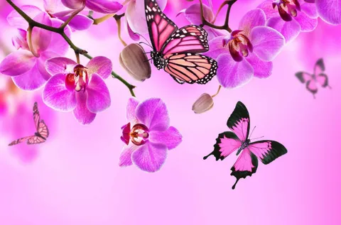 Pretty Butterfly