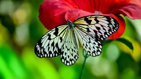 Sucking Butterfly Wallpaper, Butterfly Wallpaper. HD Wallpaper Top
