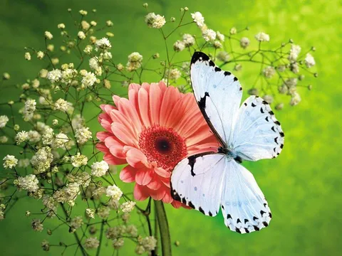 Free Butterfly Wallpaper 21795 1024x768 px