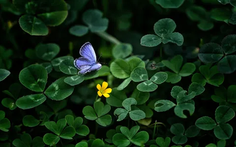 Blue Butterfly Wallpaper Macro Green Clover HD