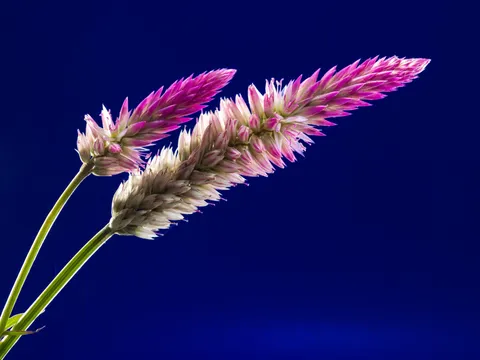 Beautiful Full HD Wallpaper Photo