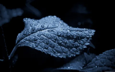 Full HD Wallpaper 1920x1200