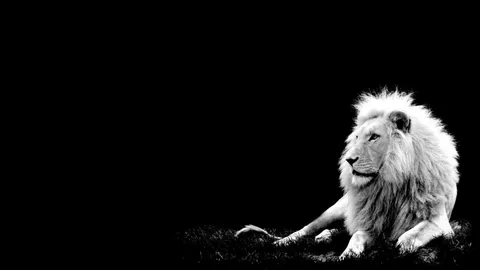 Lion Black and White Full HD Wallpaper 6381