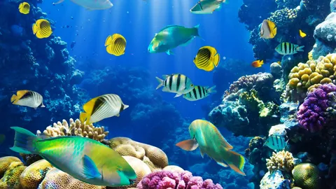underwater fish fishes tropical ocean sea reef. Fauna
