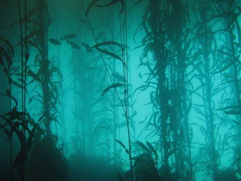 Ocean nature fish plants lakes algae underwater