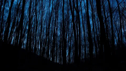 Dark Trees Wallpaper Background. HD Wallpaper Background