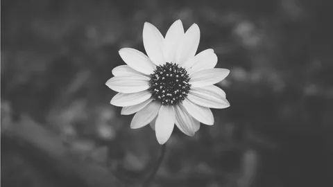 Wallpaper Black And White Aesthetic Collection. Whatsapp. Anime