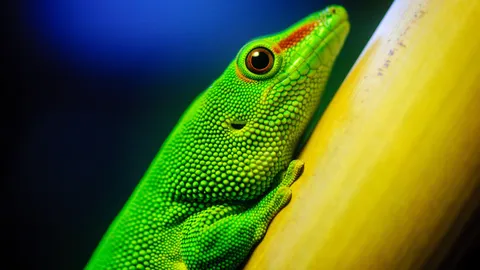 Little Green Lizard 4K Ultra HD Desktop